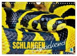Cover-Bild zum Titel 'Schlangen: Zupackend (Wandkalender 2026 DIN A4 quer), CALVENDO Monatskalender' von 'Calvendo Calvendo'