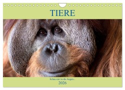 Cover-Bild zum Titel 'Tiere Schau mir in die Augen (Wandkalender 2026 DIN A4 quer), CALVENDO Monatskalender' von 'Armin Joecks'
