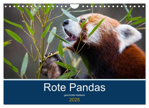 Rote Pandas - geschickte Kletterer (Wandkalender 2025 DIN A4 quer), CALVENDO Monatskalender - Cloudtail The Snow Leopard