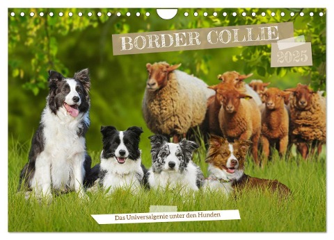 Border Collie - Das Universalgenie unter den Hunden (Wandkalender 2025 DIN A4 quer), CALVENDO Monatskalender - Sigrid Starick