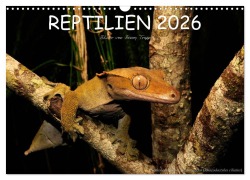 Cover-Bild zum Titel 'REPTILIEN (Wandkalender 2026 DIN A3 quer), CALVENDO Monatskalender' von 'Benny Trapp'