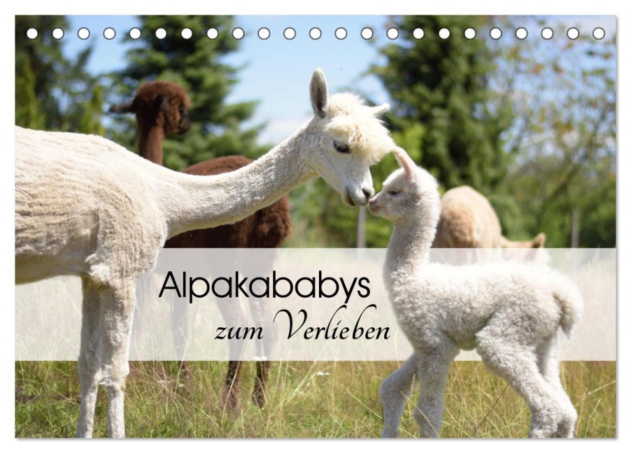 Alpakababys zum Verlieben (Tischkalender 2026 DIN A5 quer), CALVENDO Monatskalender - Heidi Rentschler