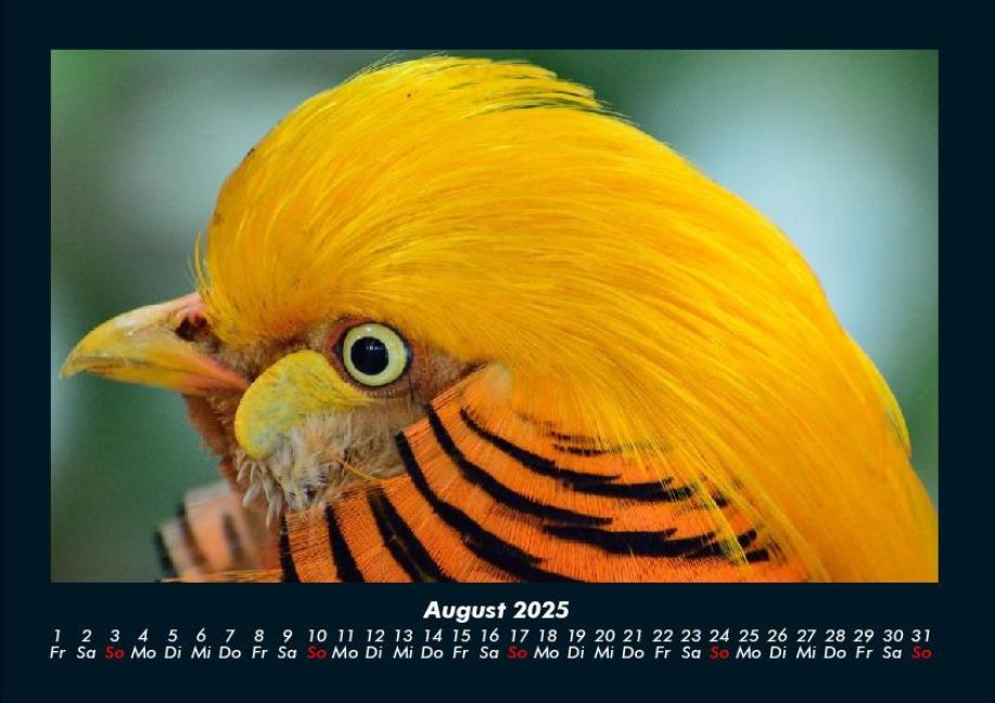 InsideView 12