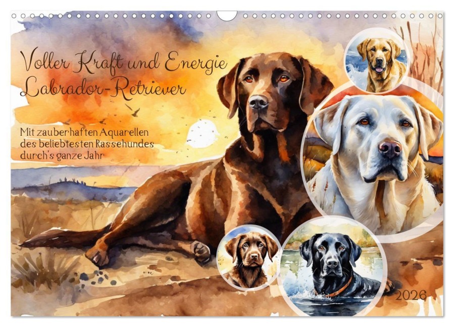 Voller Kraft und Energie - Labrador-Retriever (Wandkalender 2026 DIN A3 quer), CALVENDO Monatskalender - Claudia Kleemann