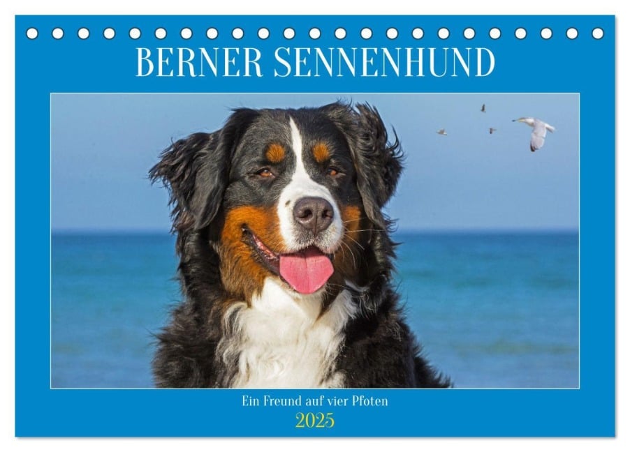 Berner Sennenhund - Ein Freund auf vier Pfoten (Tischkalender 2025 DIN A5 quer), CALVENDO Monatskalender - Sigrid Starick