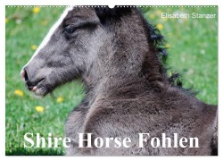 Shire Horse Fohlen (Wandkalender 2025 DIN A2 quer), CALVENDO Monatskalender - Elisabeth Stanzer