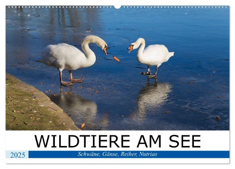 WILDTIERE AM SEE (Wandkalender 2025 DIN A2 quer), CALVENDO Monatskalender - U. Boettcher
