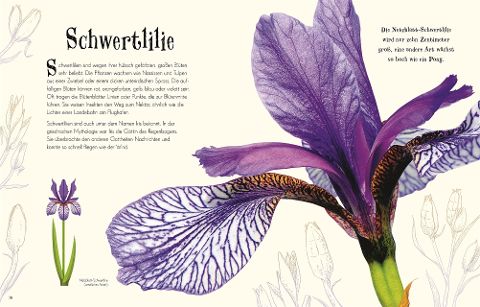 InsideView 5