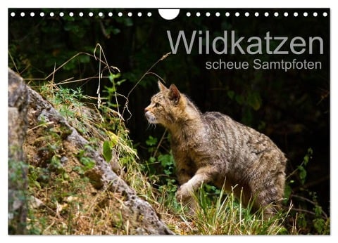 Wildkatzen - scheue Samtpfoten (Wandkalender 2025 DIN A4 quer), CALVENDO Monatskalender - Cloudtail The Snow Leopard