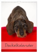 Cover-Bild zum Titel 'Dackel (Wandkalender 2026 DIN A4 hoch), CALVENDO Monatskalender' von 'Nicole Noack'