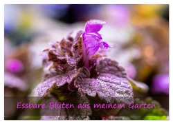 Cover-Bild zum Titel 'Essbare Blüten aus meinem Garten (Wandkalender 2026 DIN A2 quer), CALVENDO Monatskalender' von 'Monika Scheurer'