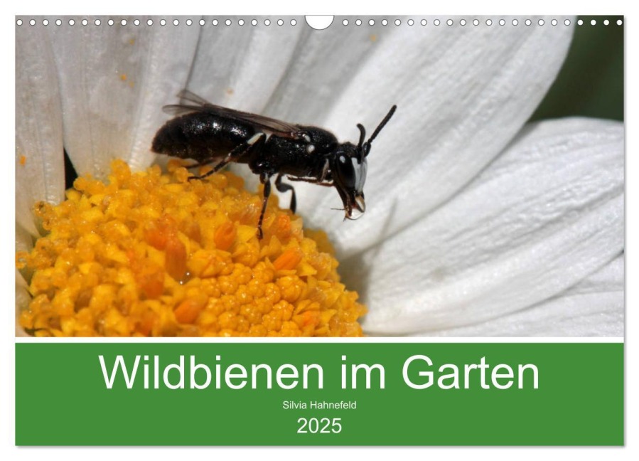 Wildbienen im Garten (Wandkalender 2025 DIN A3 quer), CALVENDO Monatskalender - Silvia Hahnefeld