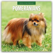 Cover-Bild zum Titel 'Pomeranians - Zwergspitz - Pomeranian Zwergspitz 2026 - 16-Monatskalender' von 'Robin Red'