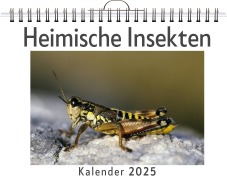 Cover-Bild zum Titel 'Heimische Insekten' von 'Isabella Zimmermann'