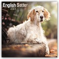 English Setter - Englisch Setter 2025 - 16-Monatskalender - Avonside Publishing Ltd
