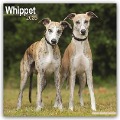 Whippet - Kleine Englische Windhunde 2025 - 16-Monatskalender - Avonside Publishing Ltd.