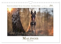 Cover-Bild zum Titel 'Malinois - Seelen aus Feuer (Wandkalender 2027 DIN A4 quer), CALVENDO Monatskalender' von 'Martina Wrede - Wredefotografie'