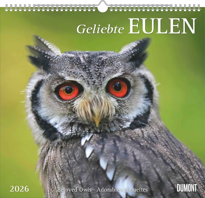 Geliebte Eulen 2026 - DUMONT Wandkalender - mit den wichtigsten Feiertagen - Format 38,0 x 35,5 cm - 