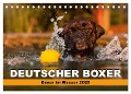 Deutscher Boxer - Boxer im Wasser 2025 (Tischkalender 2025 DIN A5 quer), CALVENDO Monatskalender - Kerstin Mielke
