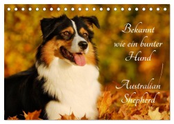Cover-Bild zum Titel 'Bekannt wie ein bunter Hund. Australian Shepherd (Tischkalender 2026 DIN A5 quer), CALVENDO Monatskalender' von 'Sigrid Starick'
