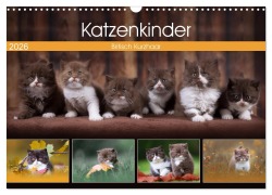 Cover-Bild zum Titel 'Katzenkinder - Britisch Kurzhaar (Wandkalender 2026 DIN A3 quer), CALVENDO Monatskalender' von 'Wabi Sabi Fotografie by Janina Bürger'