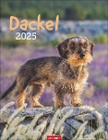 Dackel Kalender 2025 - 