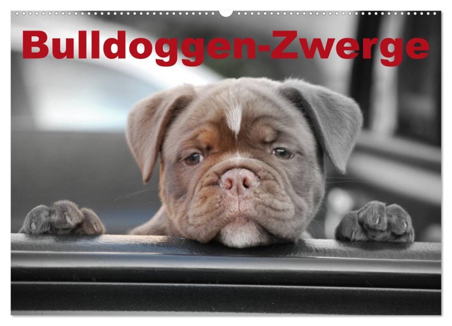 Bulldoggen-Zwerge (Wandkalender 2026 DIN A2 quer), CALVENDO Monatskalender - Elisabeth Stanzer