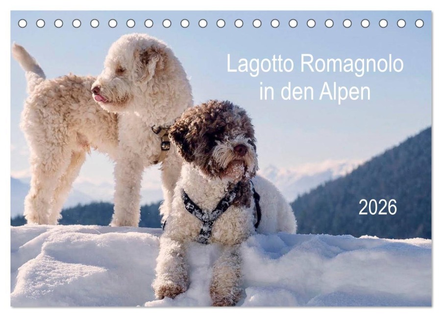 Lagotto Romagnolo in den Alpen 2026 (Tischkalender 2026 DIN A5 quer), CALVENDO Monatskalender - Wuffclick-Pic Wuffclick-Pic