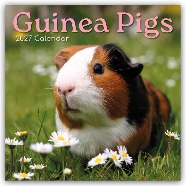 Guinea Pigs - Meerschweinchen 2027 - 16-Monatskalender - Gifted Stationery Co. Ltd
