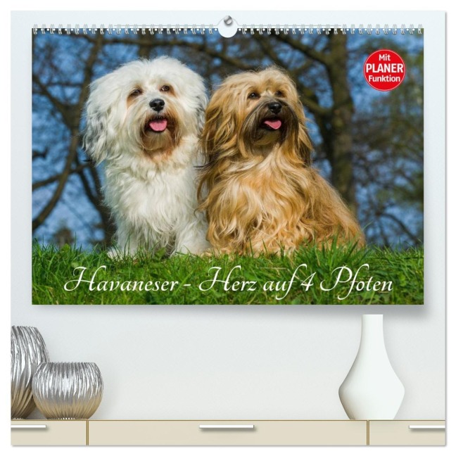 Havaneser - Herz auf 4 Pfoten (hochwertiger Premium Wandkalender 2026 DIN A2 quer), Kunstdruck in Hochglanz - Sigrid Starick
