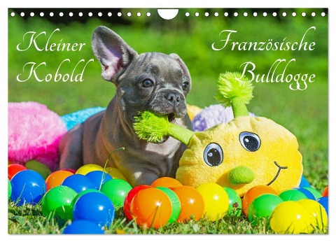Kleiner Kobold Französische Bulldogge (Wandkalender 2025 DIN A4 quer), CALVENDO Monatskalender - Sigrid Starick