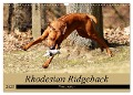 Rhodesian Ridgeback Powerpaket (Wandkalender 2025 DIN A3 quer), CALVENDO Monatskalender - Dagmar Behrens