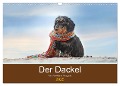 Der Dackel (Wandkalender 2025 DIN A3 quer), CALVENDO Monatskalender - Anja Foto Grafia Fotografie