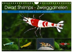 Cover-Bild zum Titel 'Dwarf Shrimps - Zwerggarnelen (Wandkalender 2026 DIN A4 quer), CALVENDO Monatskalender' von 'Rudolf Pohlmann'