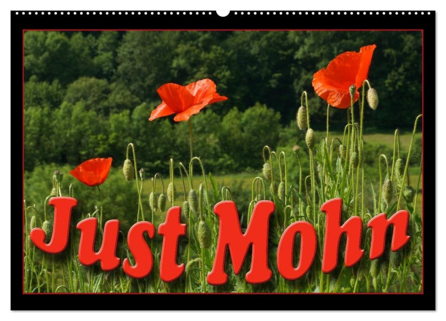 Just Mohn (Wandkalender 2026 DIN A2 quer), CALVENDO Monatskalender - Flori Flori0
