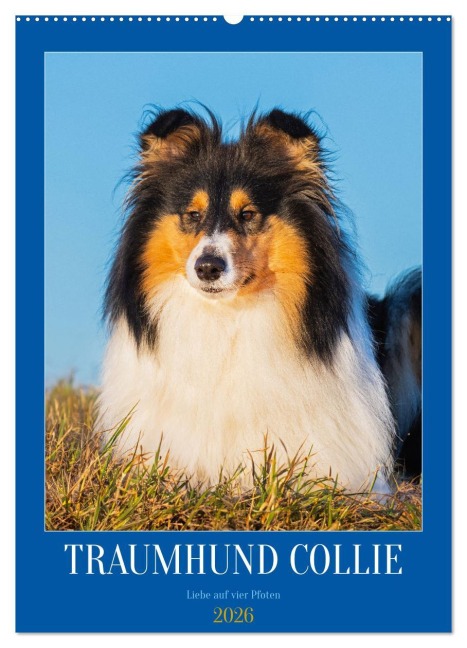 Traumhund Collie - Liebe auf vier Pfoten (Wandkalender 2026 DIN A2 hoch), CALVENDO Monatskalender - Sigrid Starick