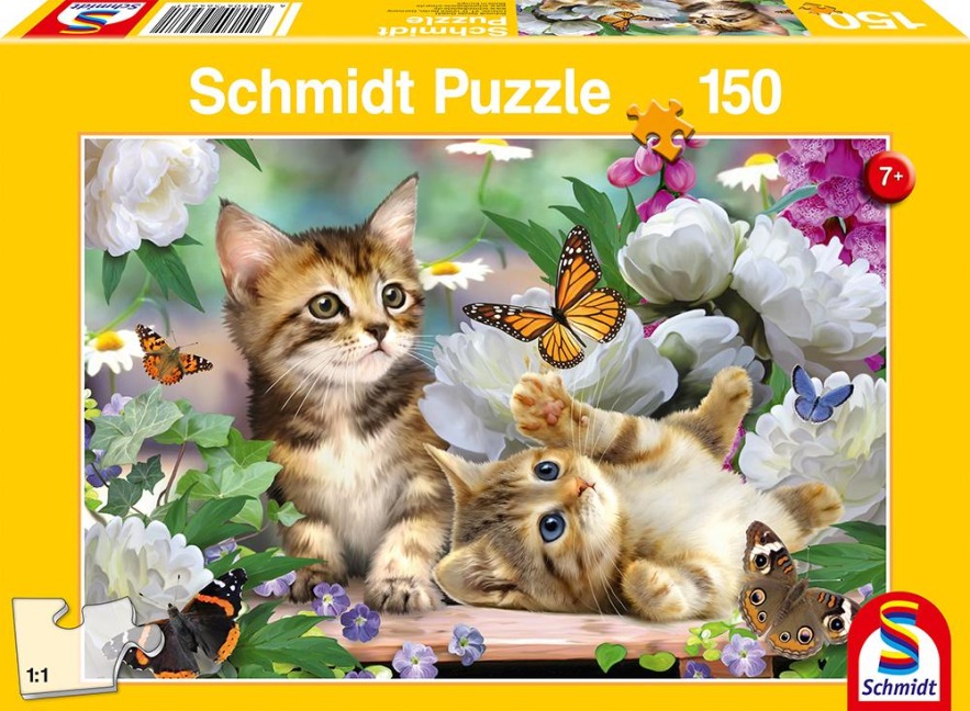Verspielte Katzenbabys - 