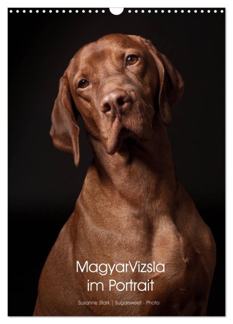 Magyar Vizsla im Portrait (Wandkalender 2026 DIN A3 hoch), CALVENDO Monatskalender - Susanne Stark Sugarsweet - Photo