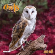 Magic Owls 2026 - 