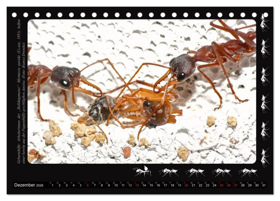 InsideView 4