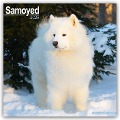 Samoyed - Samojeden 2025 - 16-Monatskalender - Avonside Publishing Ltd