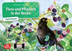 Cover-Bild zum Titel 'Tiere und Pflanzen in der Hecke. Kamishibai Bildkartenset' von 'Katharina Stöckl-Bauer'