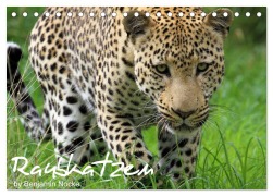 Cover-Bild zum Titel 'Raubkatzen (Tischkalender 2026 DIN A5 quer), CALVENDO Monatskalender' von 'Benjamin Nocke'