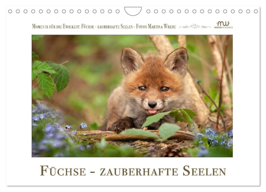 Füchse - zauberhafte Seelen (Wandkalender 2026 DIN A4 quer), CALVENDO Monatskalender - Martina Wrede - Wredefotografie