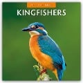 Kingfishers - Eisvögel 2025 - 16-Monatskalender - 