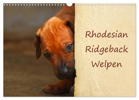 Rhodesian Ridgeback Welpen (Wandkalender 2025 DIN A3 quer), CALVENDO Monatskalender - Anke van Wyk