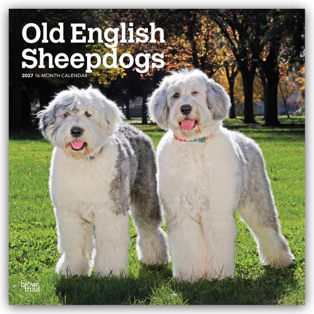 Old English Sheepdog - Bobtail - Altenglischer Schäferhund 2027 - 16-Monatskalender - Browntrout Publishers