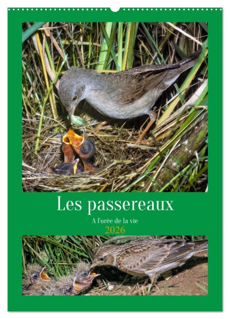 Les passereaux à l'orée de la vie (Calendrier mural 2026 DIN A2 horizontal), CALVENDO calendrier mensuel - Alain Gaymard