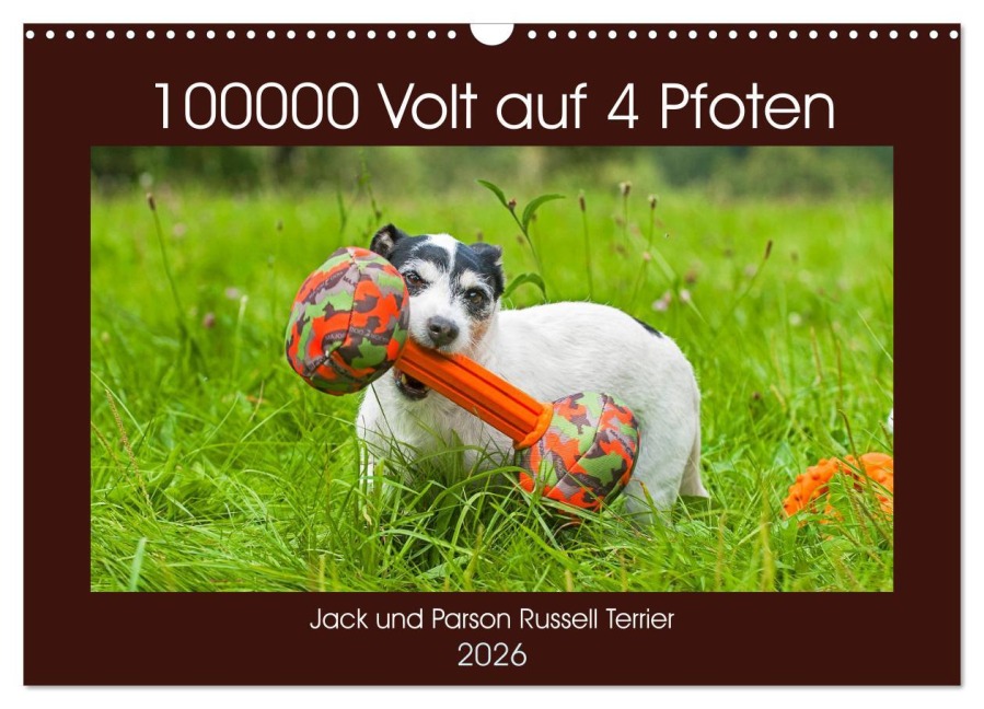 100000 Volt auf vier Pfoten - Jack und Parson Russell Terrier (Wandkalender 2026 DIN A3 quer), CALVENDO Monatskalender - Sigrid Starick