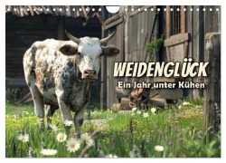 Cover-Bild zum Titel 'Weidenglück: Ein Jahr unter Kühen (Wandkalender 2026 DIN A4 quer), CALVENDO Monatskalender' von 'Peter R. Stuhlmann'